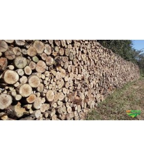 Eucalyptus