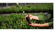Biomass consumables